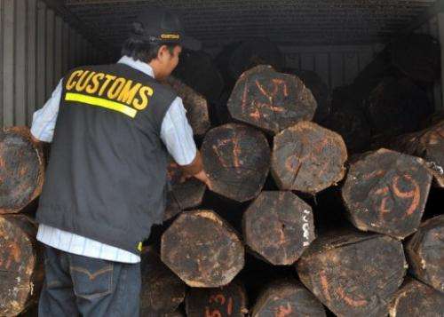 An Indonesian customs officer inspects illegal logs placed inside containers at a Jakarta port on September 20, 2011