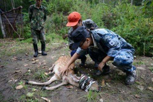 An injured sika deer, which will be served as food for Amur tigers, is being treated by WWF staff on August 26, 2013
