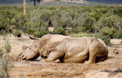 An injured white rhino after poachers sawed off its horn on South Africa's Aquila Game Reserve on August 22, 2011