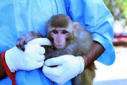 An Iranian scientist holds a live monkey at an unknown location on January 28, 2013, which Iranian news agencies said returned a