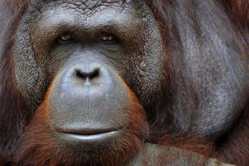 An obese orangutan has been put on a diet by Malaysian authorities after two decades of gorging on junk food