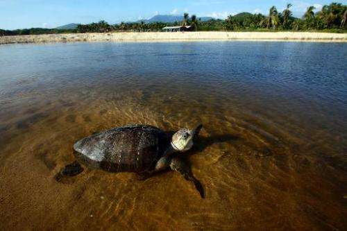 An Olive Ridley sea turtle (Lepidochelys olivacea) swims at Ixtapilla beach, in Aquila municipality on the Pacific coast of Mich