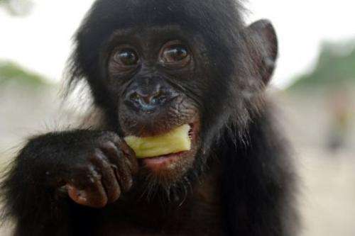 An orphaned bonobo eats sugar cane on March 5, 2013 after being rescued by staff of the &quot;Lola ya bonobo&quot;