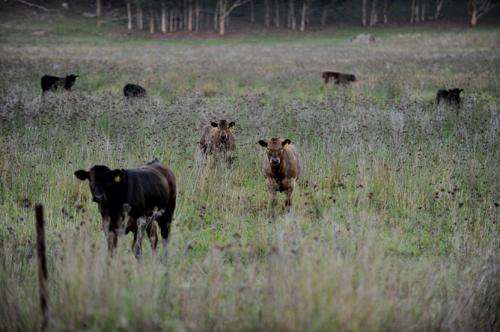 Anthrax kills cows in NSW’s north: Experts respond