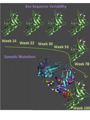 Antibody evolution could guide HIV vaccine development