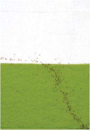 Ants follow Fermat's principle of least time