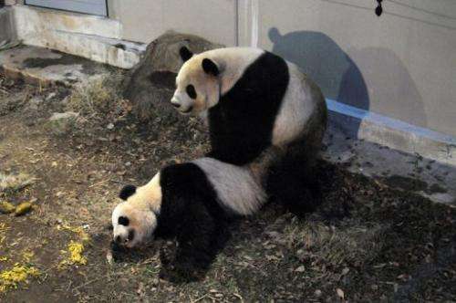 A pair of giant pandas, Ri Ri (L) and Shin Shin (R), are seen mating at Tokyo's Ueno Zoo, on March 11, 2013