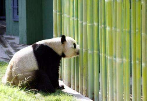 A panda takes a look around at Madrid zoo, on September 19, 2007.