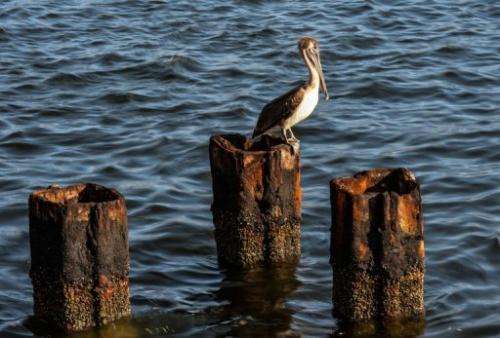 A pelican remains on Havana harbor, on April 18, 2013