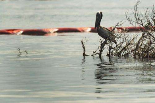 A pelican rests near an oil slick boom on June 14, 2010, in Grand Isle, Louisiana