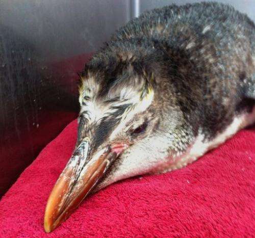 A penguin dubbed Happy Feet junior, has been found stranded in New Zealand, February 20, 2013
