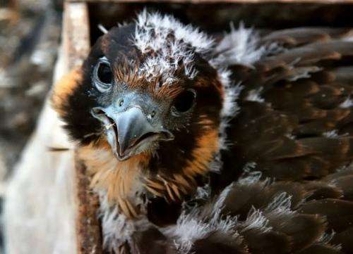 A peregrine falcon is born in a wooden box on June 7, 2011 on a windowsill in Lille, northern France