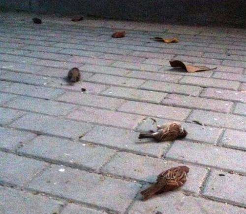 A photo from weibo user &quot;Mao Lanlanlan&quot; on April 15, shows dead sparrows on the ground in Nanjing, eastern China