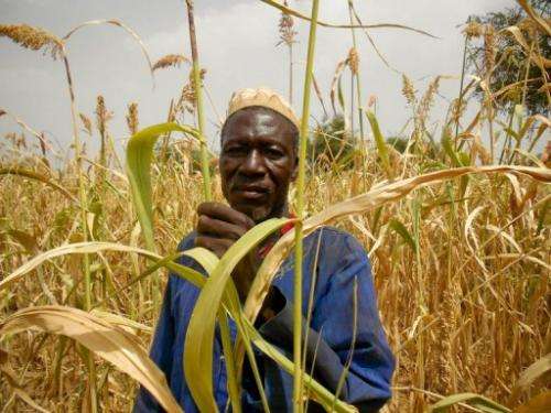 A photo released on December 12, 2011 by Oxfam shows a man in a sorgho field in the region of Sanmatenga, Burkina Faso