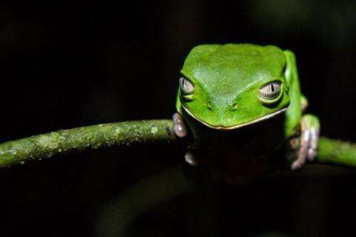 A Phyllomedusa distincta, or monkey frog, at Salto Morato Nature Reserve in Parana province on October 23, 2012