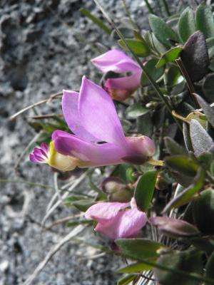 A plant believed to be endemic to Morocco appears in Spain for the first time