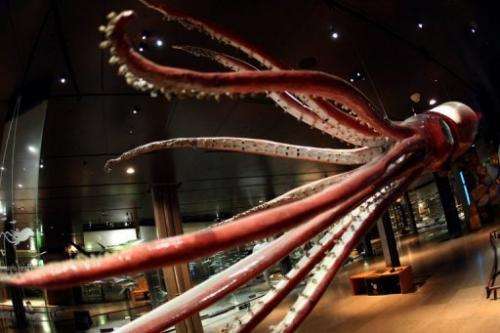 A plastinated giant squid is pictured at Paris Natural history museum, on July 22, 2008