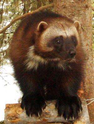 APNewsBreak: US: Warming imperils wolverines