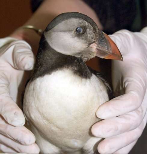 A puffin at a bird clinic in Lorient, France, on February 20, 2000