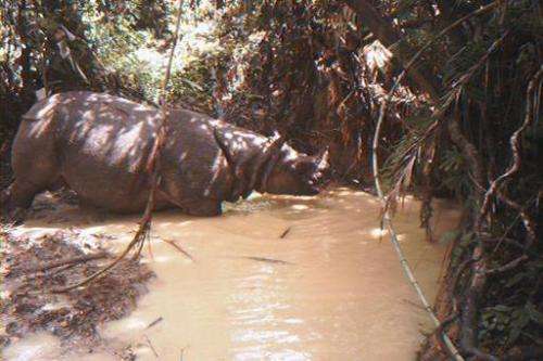 A rare Javan rhino drinks at a watering hole at Indonesia's Ujung Kulon National Park in 2012. There are thought to be only arou