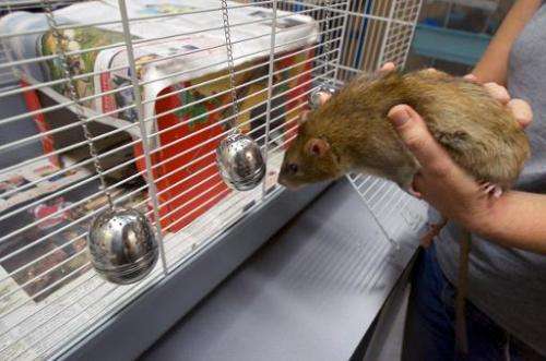 A rat smells a tea infuser at the Dutch police department in Rotterdam on September 18, 2013