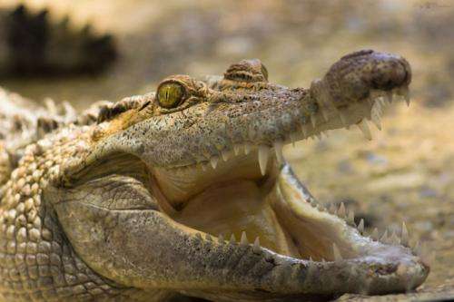 Are crocodiles secret fruit-lovers?