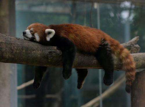 A red panda (also known as a lesser panda) relaxes in its enclosure at the Beijing zoo on June 24, 2013