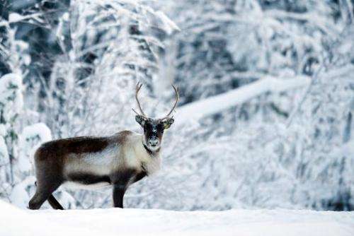 A reindeer near the Swedish village of Vuollerim, Lapland province, west of the coastal city of Luleaa