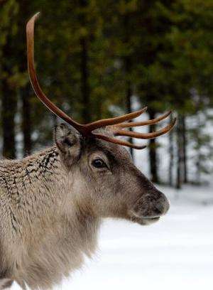 A reindeer on the E10 highway between Gallivare and Lulea in Swedish lapland on November 18, 2012