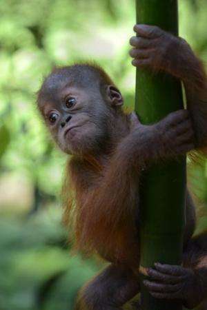A rescued baby male Sumatran orangutan, named &quot;Gokong Puntung&quot;, whose mother was beaten up by poachers