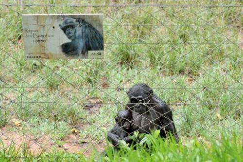 A rescued bonobo holds a baby on March 6, 2013 in an enclosure at the &quot;Lola ya bonobo&quot; sanctuary, Kinshasa