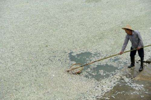 A resident clears dead fish from the Fu river in Wuhan in central China on September 3, 2013