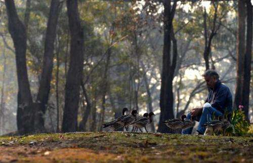 A resident sits outside his house following a nearby bush fire as ducks make to a safer place near Faulconbridge in the Blue Mou