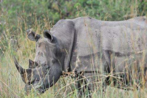 A rhinoceros resting in the Kruger National Park near Nelspruit, South Africa, on February 6, 2013