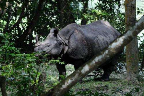 A rhino is seen at Kaziranga National Park, some 250 km east of Guwahati, on September 27, 2012