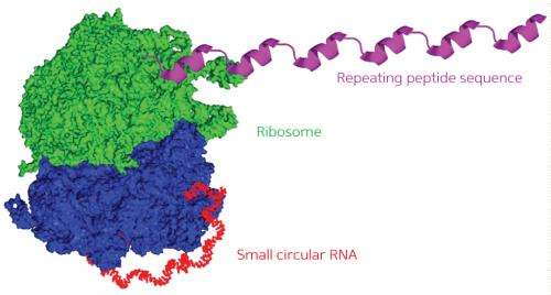 A roundabout route to protein production