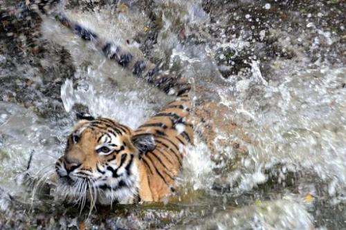 A Royal Bengal tiger splashes into a pond at the Nehru Zoological Park in Hyderabad, India on April 23, 2010