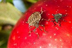 ARS scientists test improved stink bug trapping methods