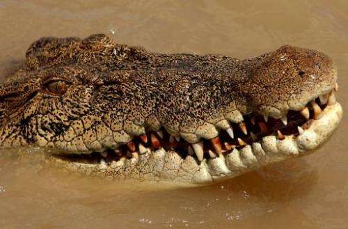 A saltwater crocodile is pictured in the Adelaide river near Darwin, Australia on September 2, 2008