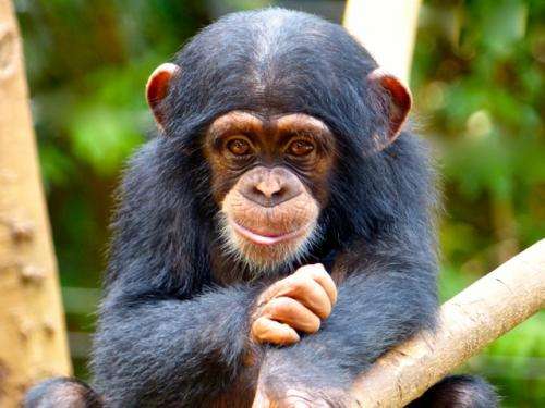 As chimpanzees grow, so does yawn contagion