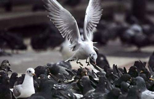 A seagull flies over pigeons, 20 February 2006 in Paris