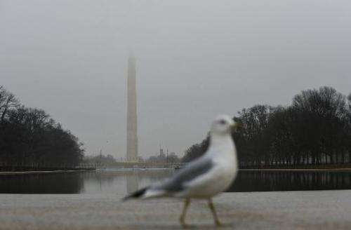 A seagull is seen on a foggy day, in Washington, DC, on January 12, 2013