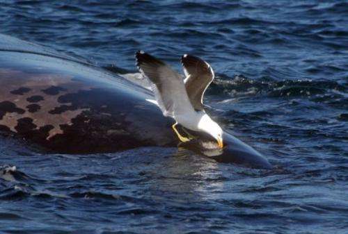 A seagull pecks the back of a whale in Patagonia, in an undated picture released by the CENPAT-CONICET institute
