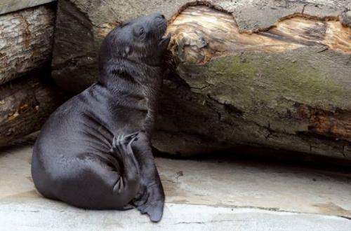 A sea lion pictured on July 11, 2012 at a zoo in Amneville, France