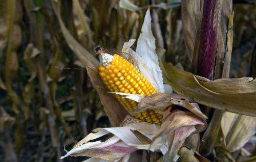 A second genetically-modified corn crop looks set for authorisation in the European Union unless there is a sudden change in the