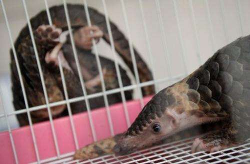 A seized pangolin rests in a cage at the customs department in Bangkok on September 26, 2011