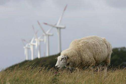 A sheep grazes near wind turbines on Pellworm island, northern Germany, on August 9, 2013