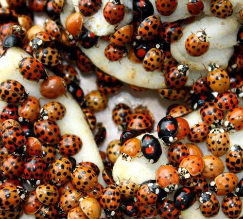 Asian lady beetles use biological weapons against their European relatives