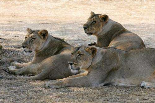 Asiatic lions lounge near the village of Sasan on the edge of Gir National Park in India on 10 December 2007