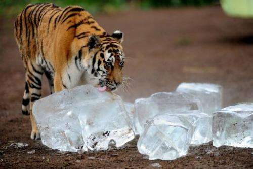 A Siberian tiger licks an ice cube to cool off in Guaipo Siberian Tiger Park on August 12, 2013